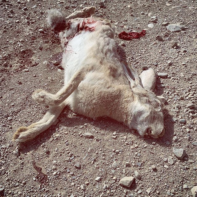 This one found on the way to #spiraljetty #dead