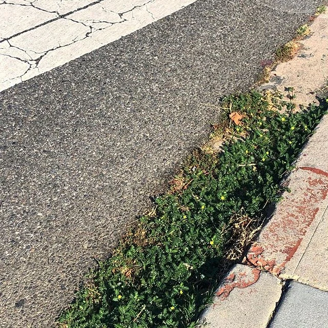 Disruptions #walkingla