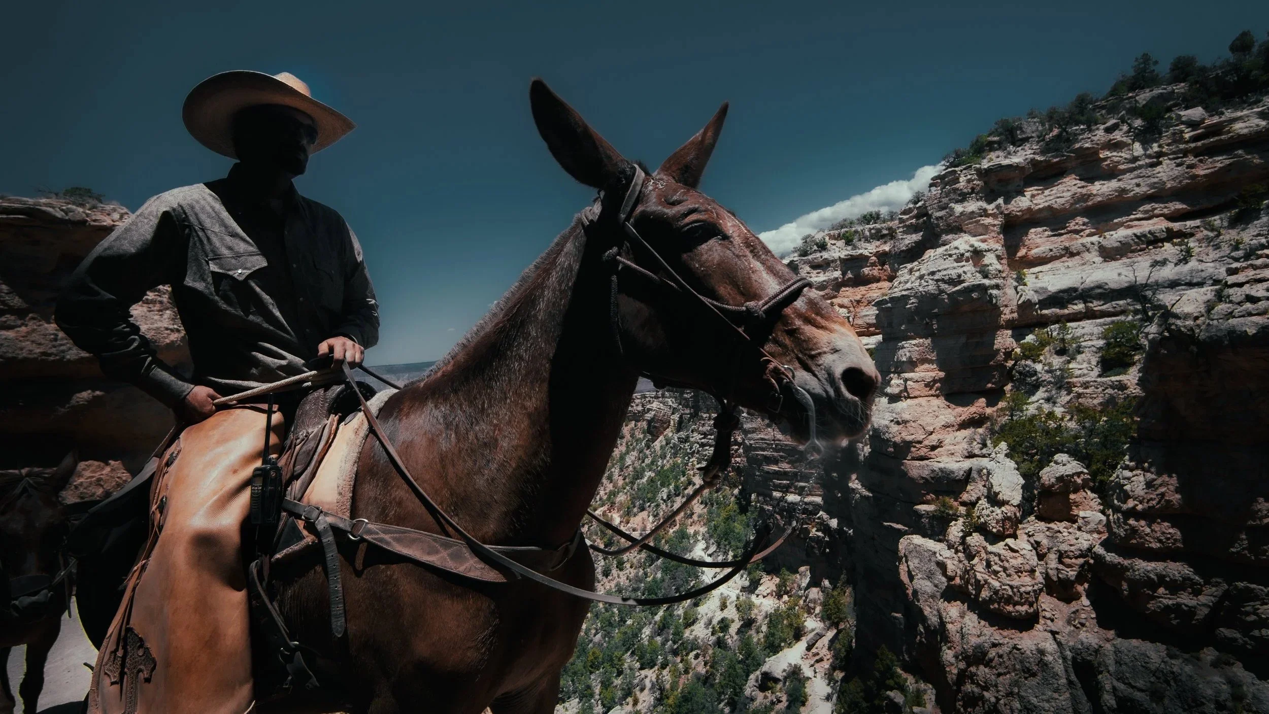 Los Burros de Colorado