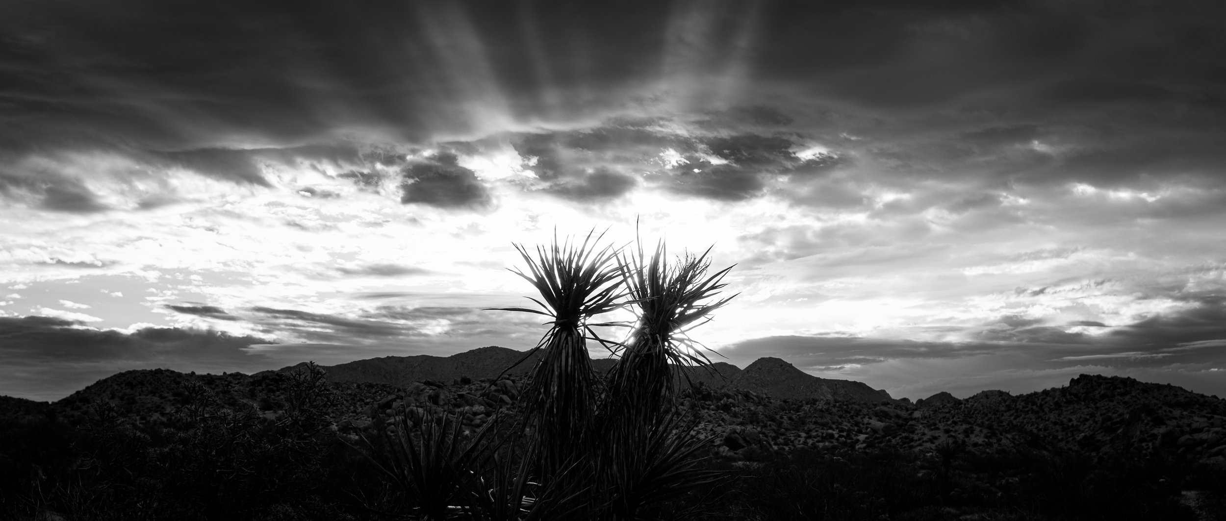 Despertar El Desierto