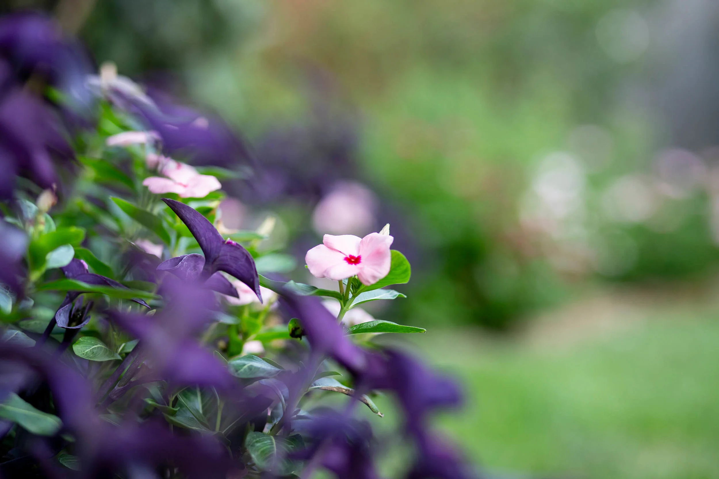 Flower_Pink_bokeh_web.jpg