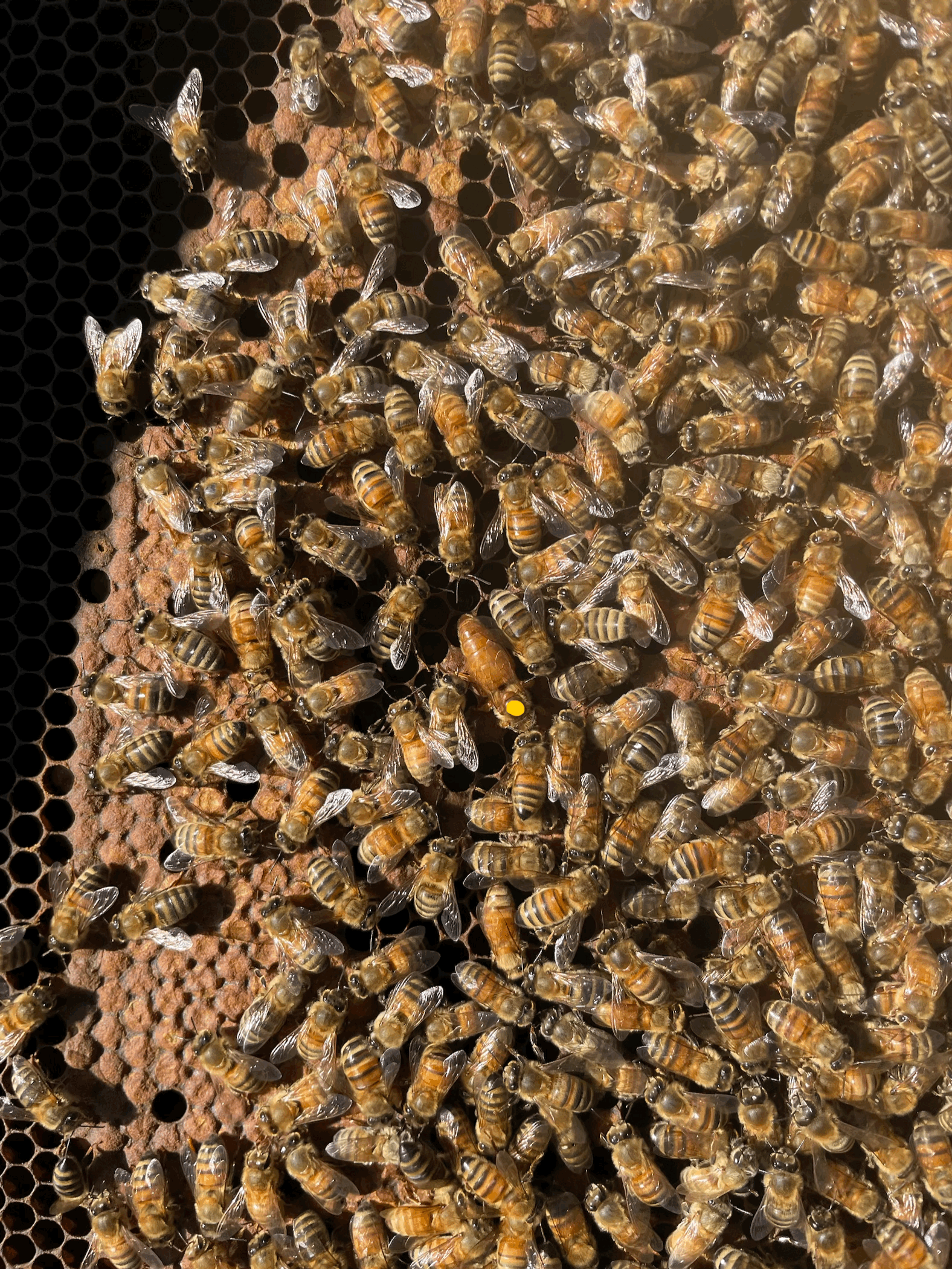 tempImageEcYI5T.gif