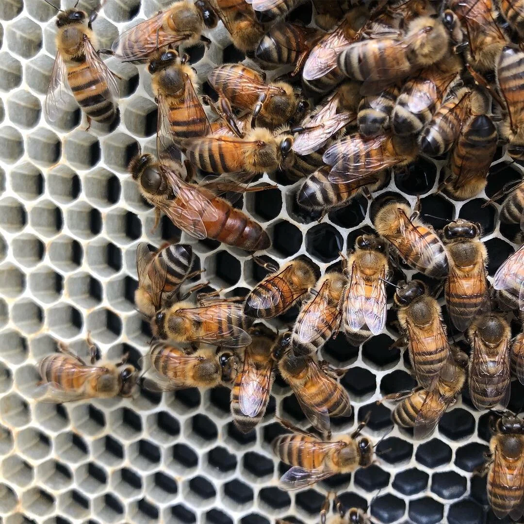 Elzner Farms Queen bee.jpg