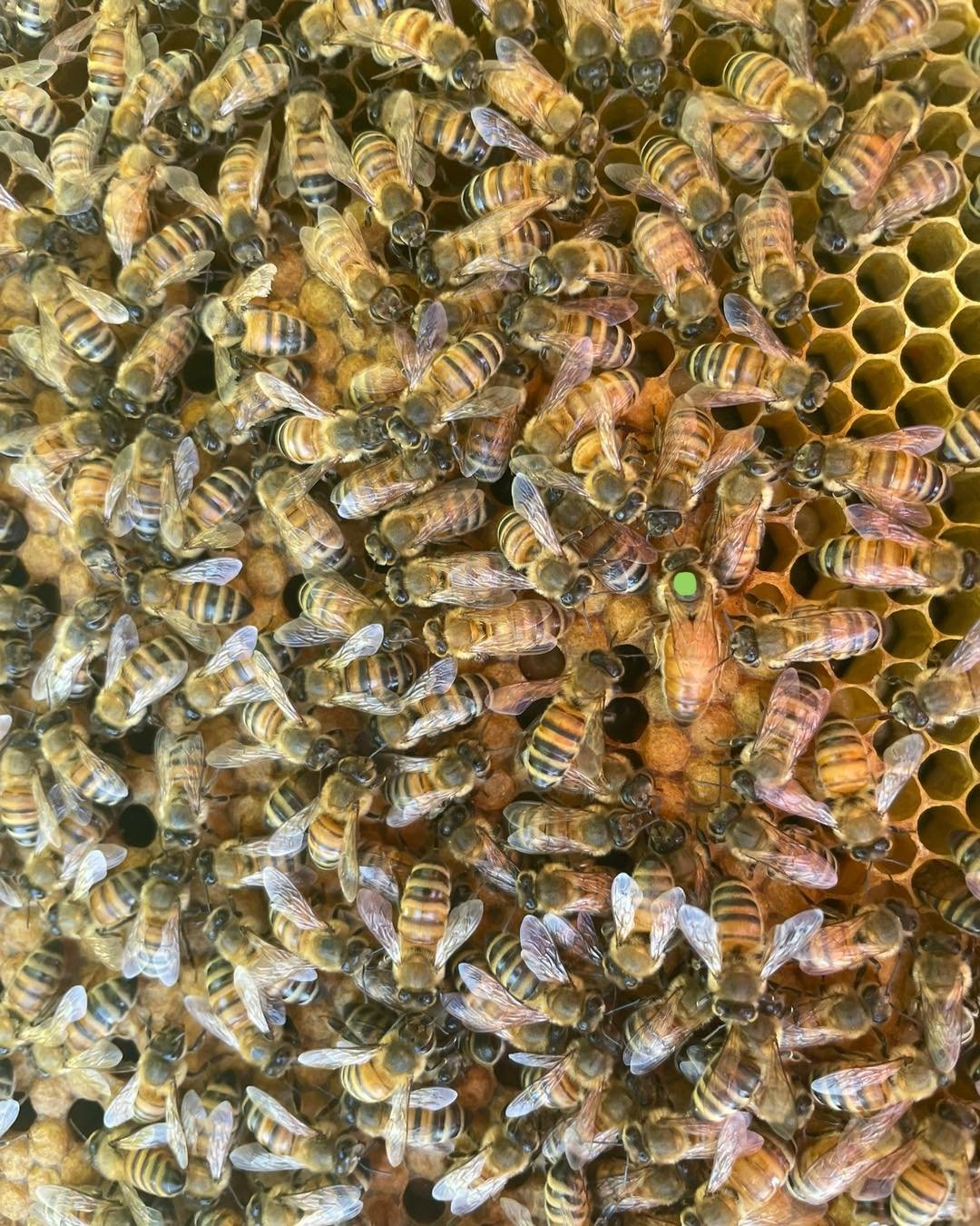 We&rsquo;ve been getting a lot of calls asking if we have queens available. The answer is yes! You can reserve via our website. Pickup is at our farm on Saturday from 9-10am. Use this link to order: https://www.elznerfarms.com/shoponline/2024-queen