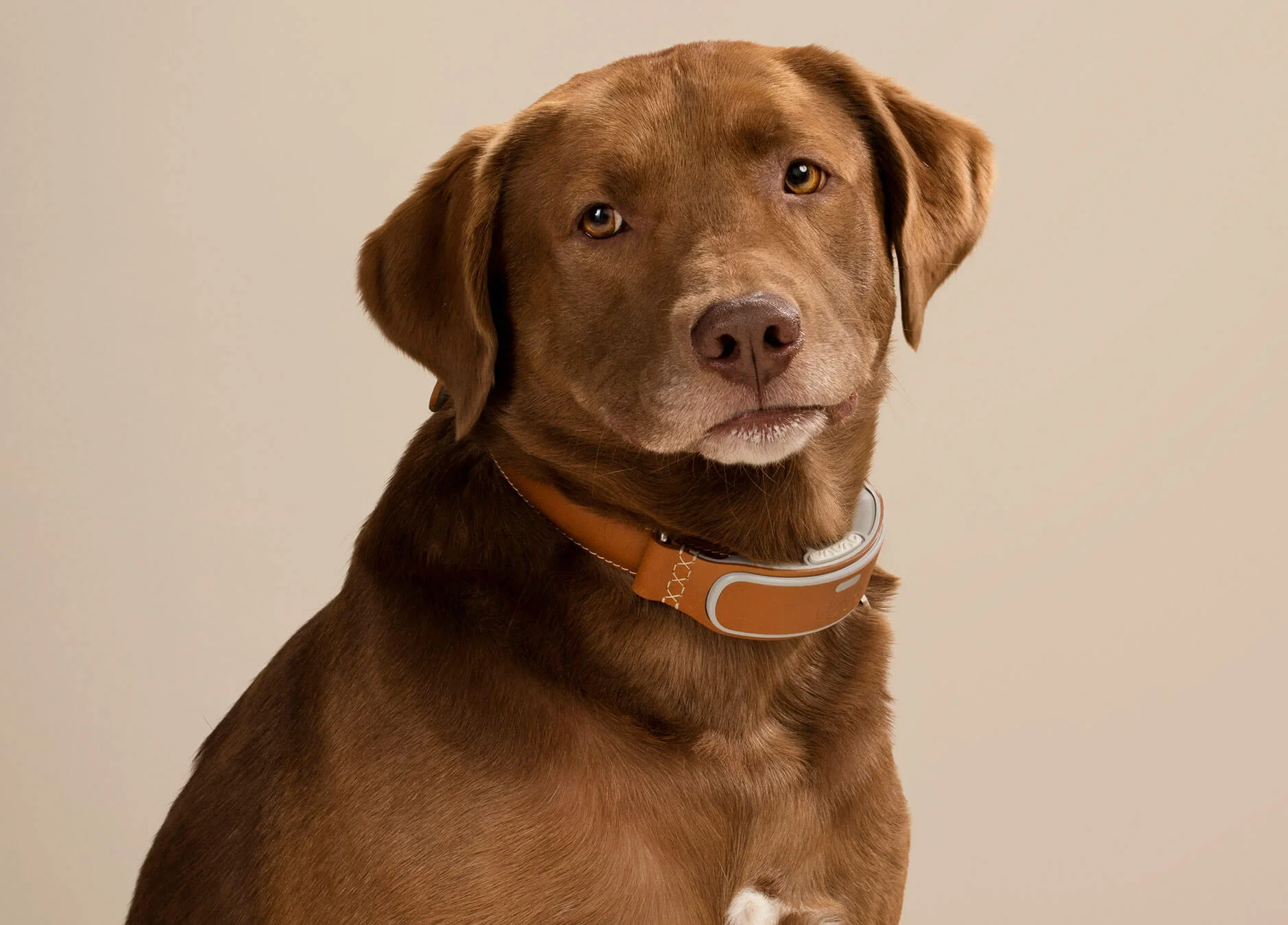 Dog-Link-AKC.jpg