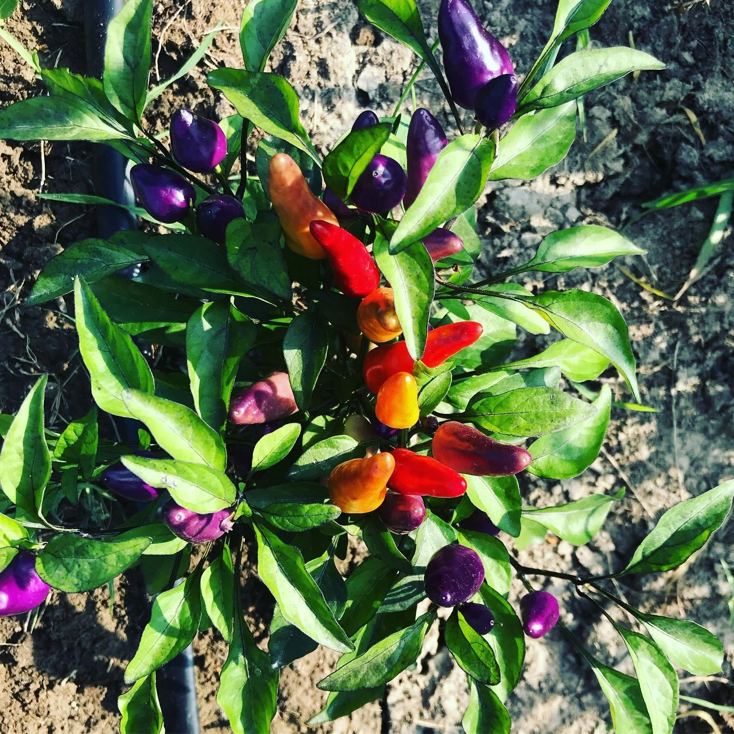 peppers.jpg