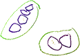 beans.png
