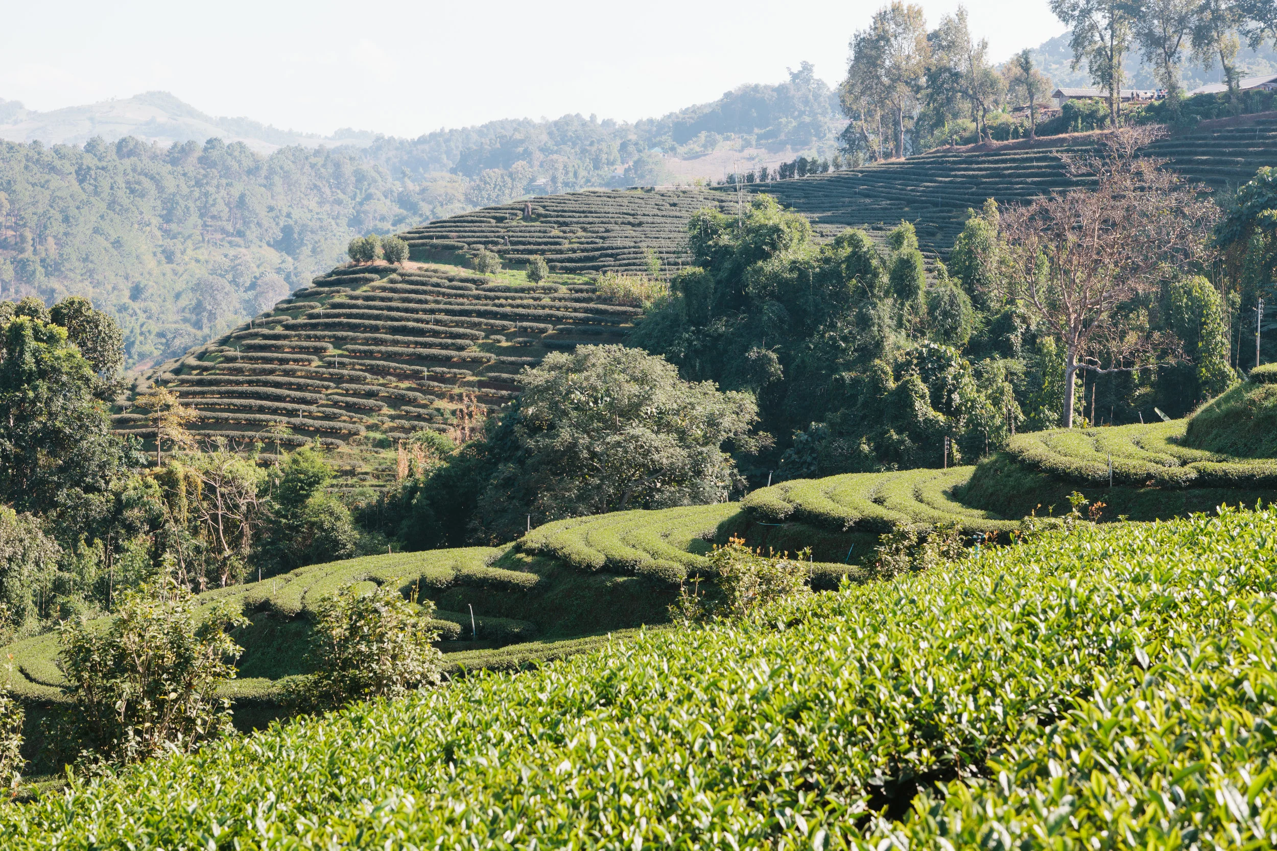 L'impasse du développement rural au Maroc