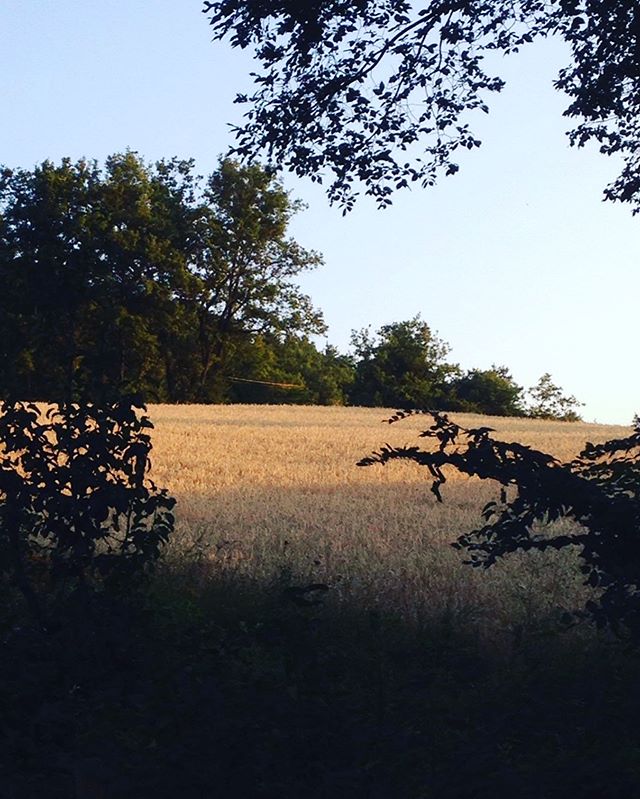 Morning walk with sunrise and wheat 🌾 fields happy day!!! #sunrise #wheat #holiday #provence