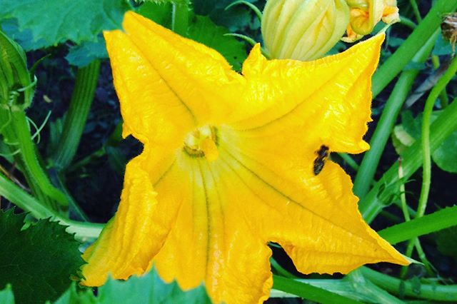 Zucchini flowers are my favorite when cooked in tempura #tempura #zucchini #flowers #cookingtime