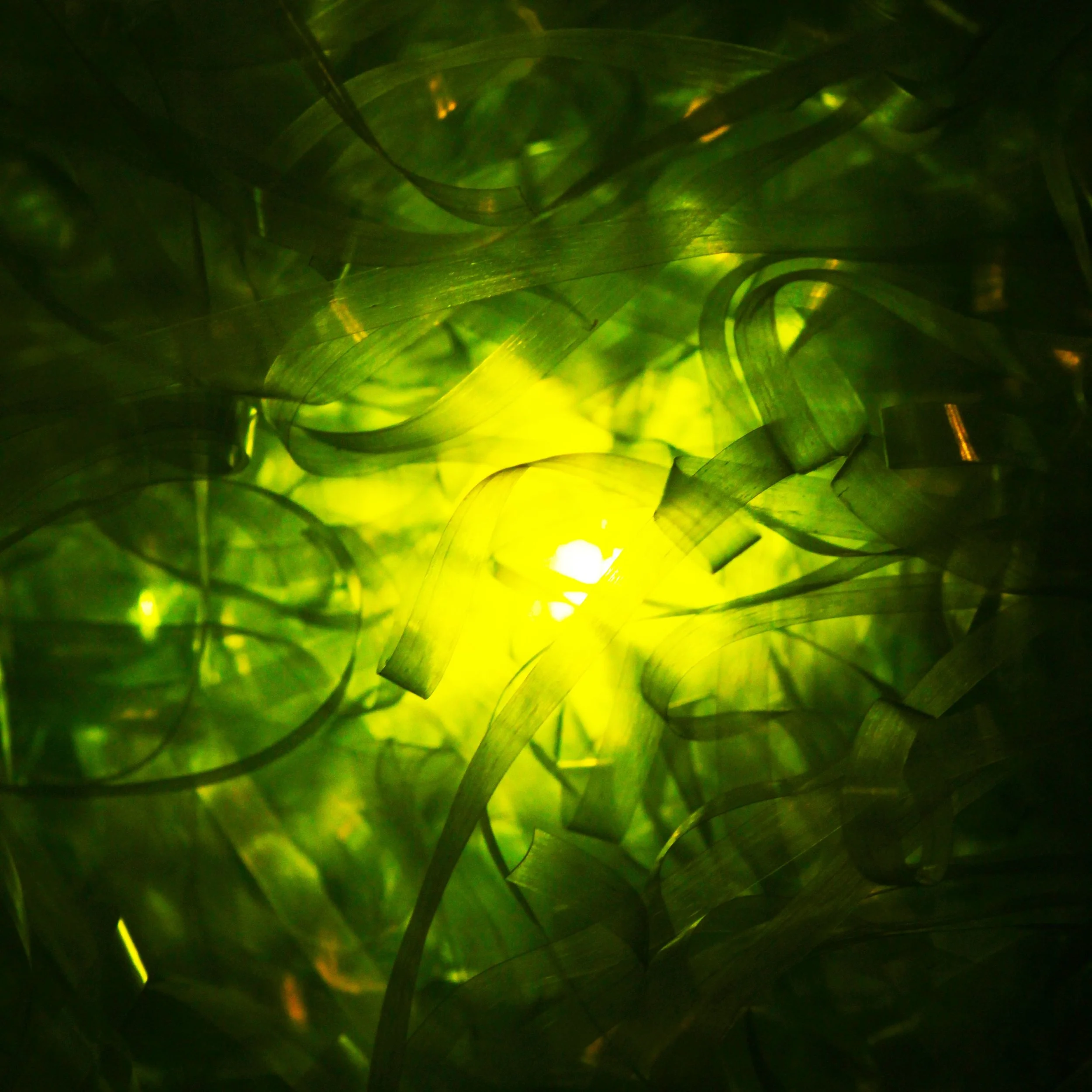 Easter Grass-min.JPG