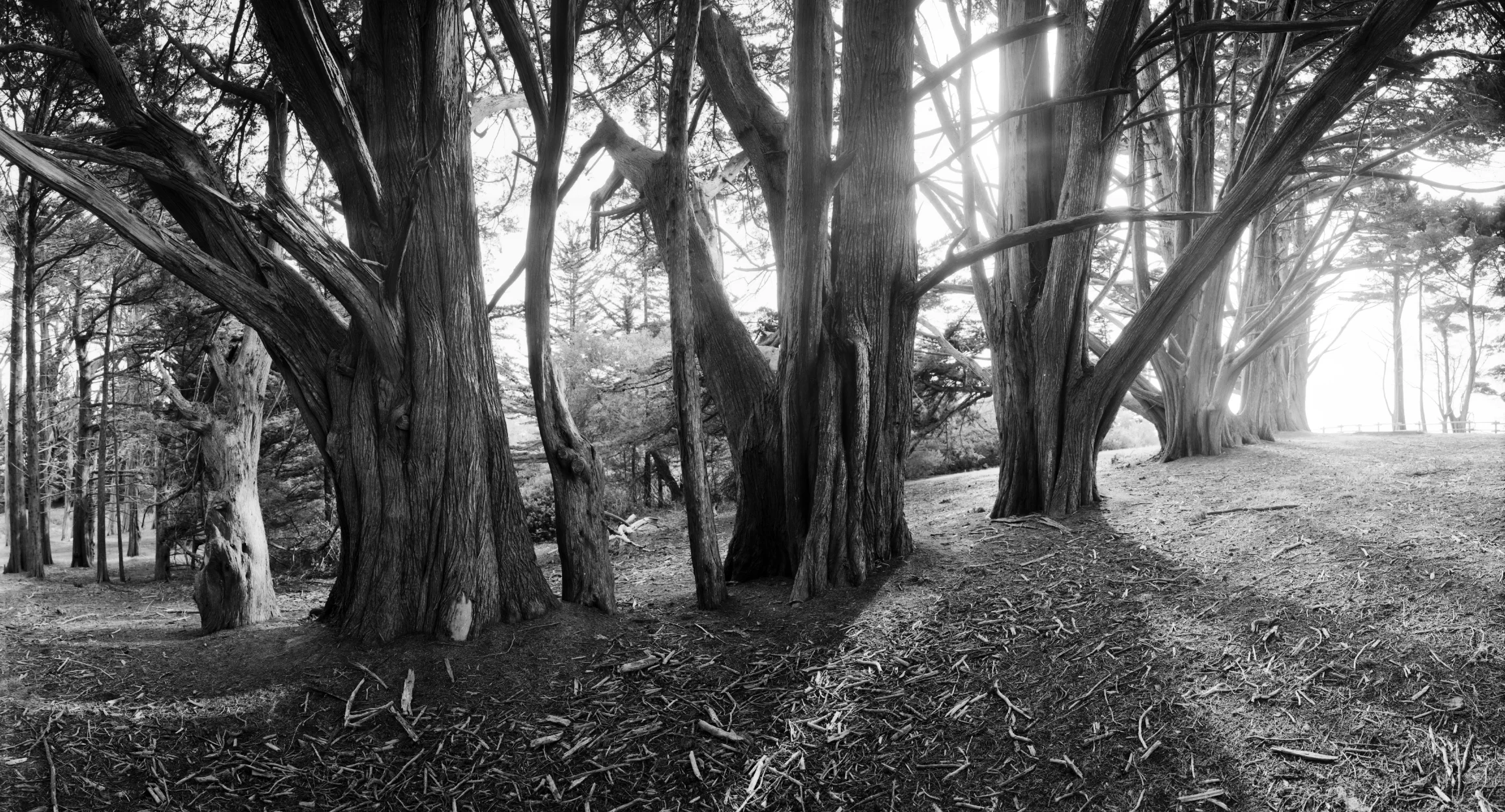 Fitzgerald Marine Preserve, Aviphot film, 5x10