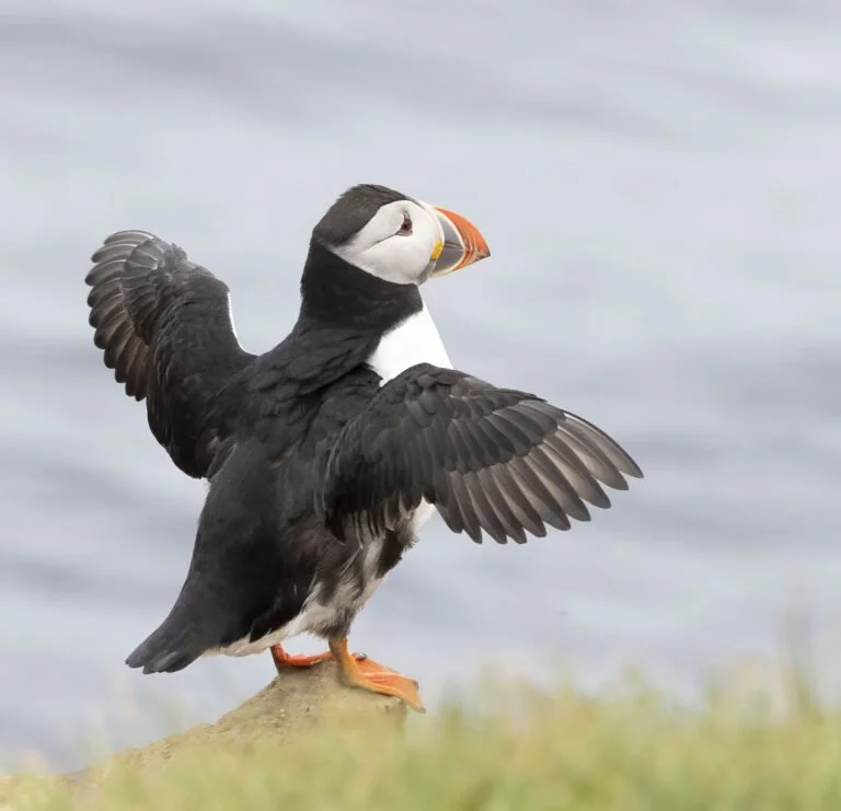 Return of the Puffin