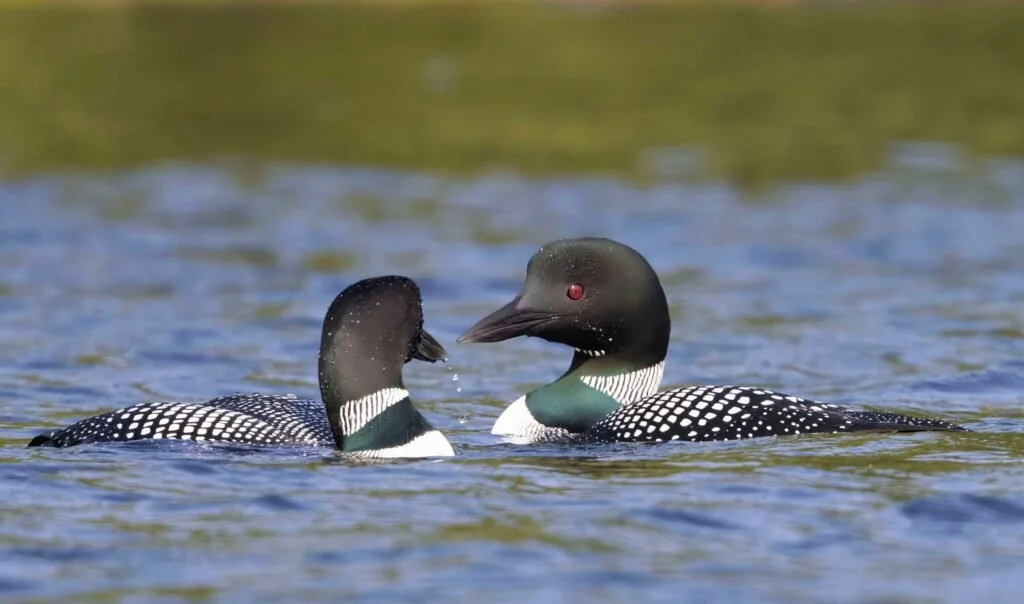 For the Love of Loons