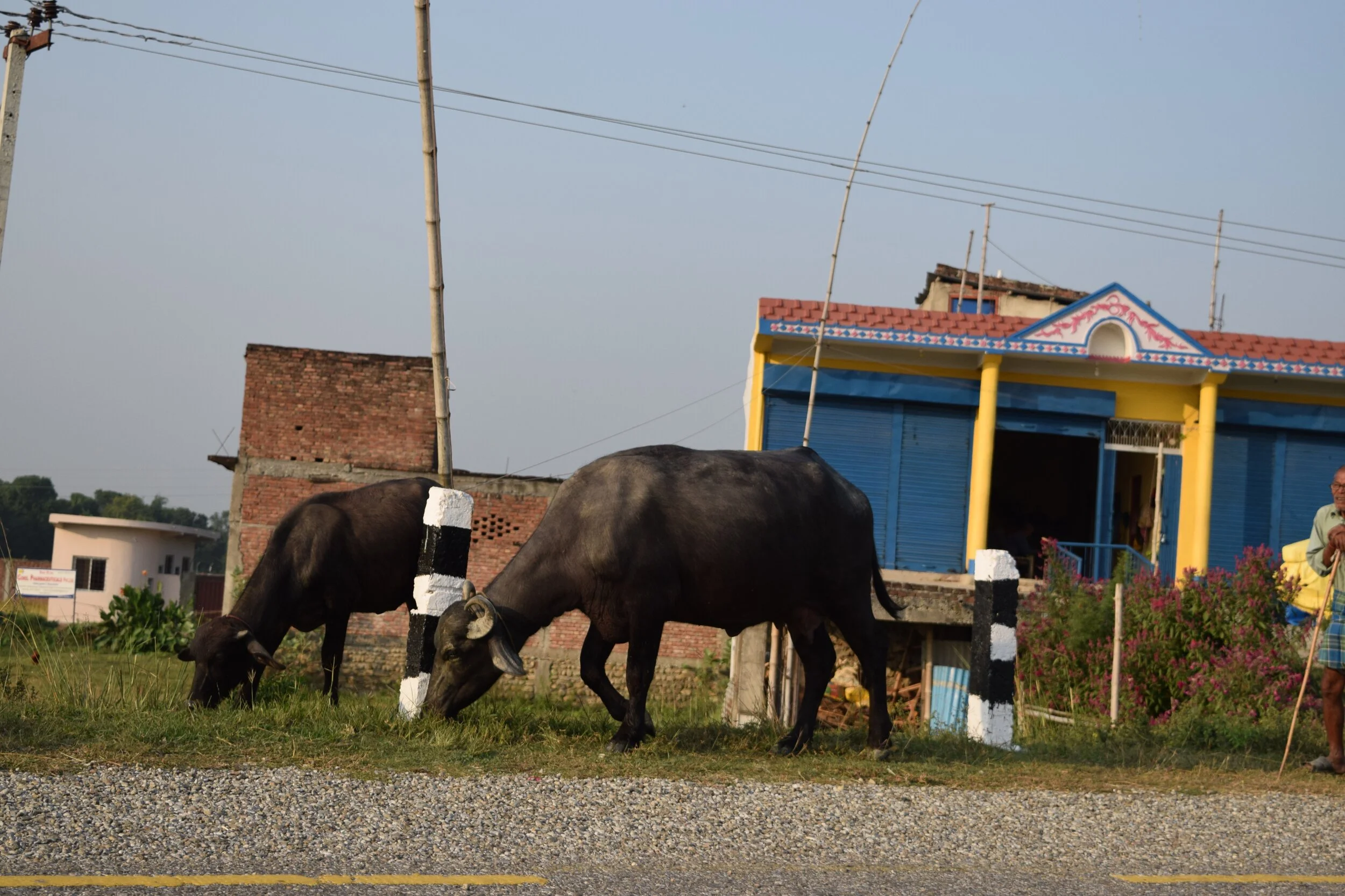 DSC_0038.jpg