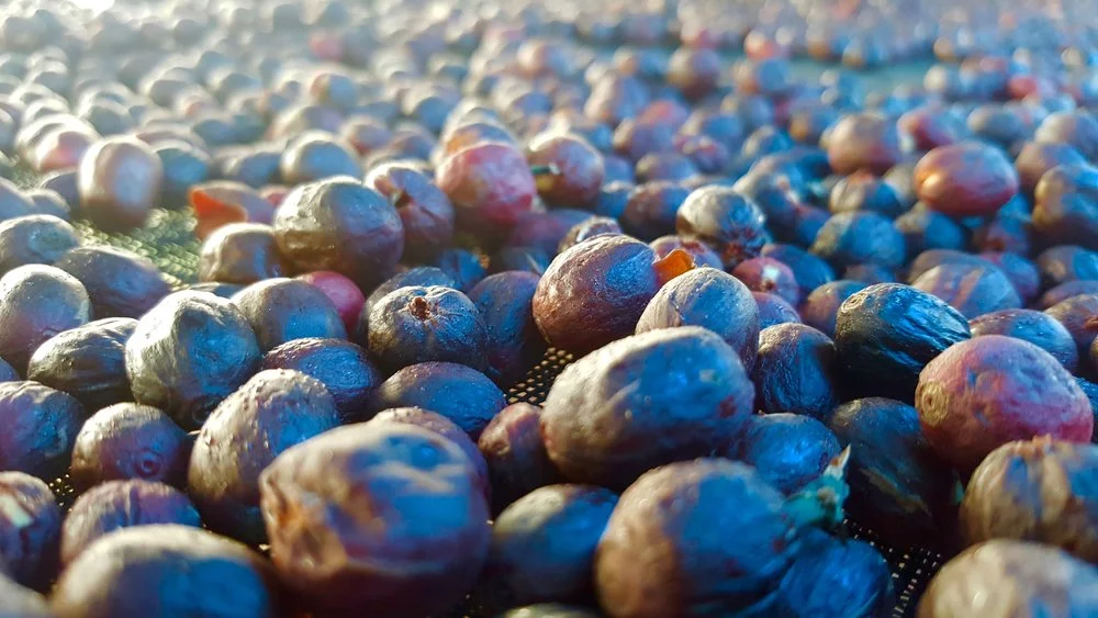 A natural coffee in the final drying stages. The Blue hue comes from the blue roof of the drying hut.
