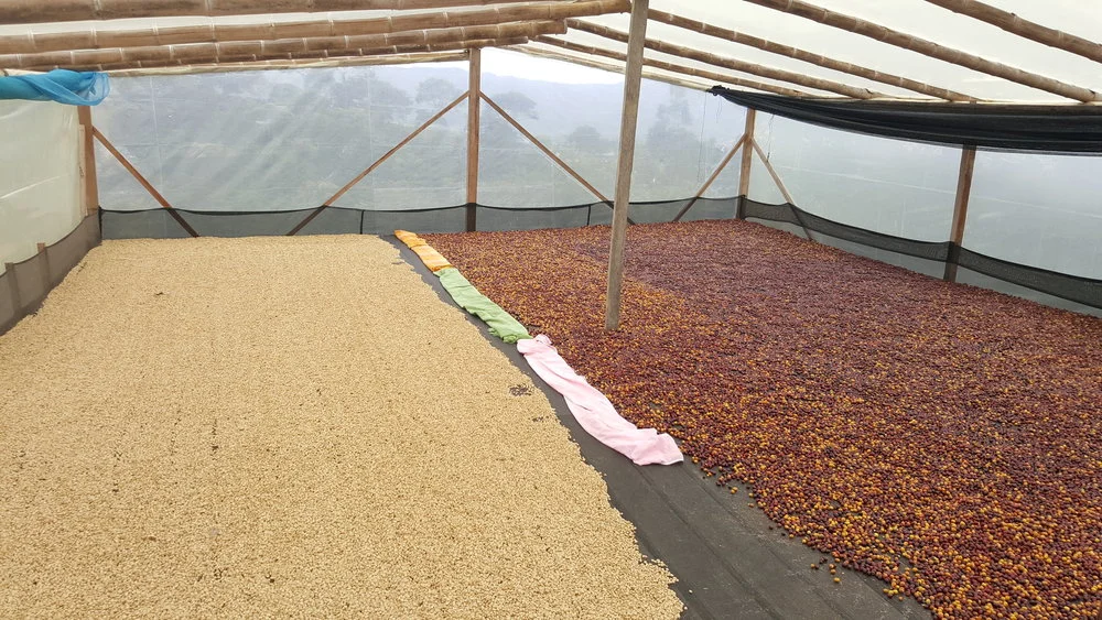 Enclosed drying bed. Fully washed coffee drying to the left of a natural coffee.