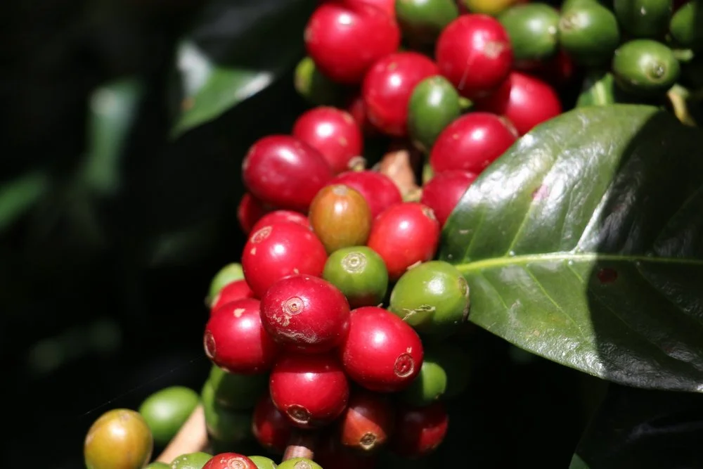 Coffee cherries at Andres’ farm.