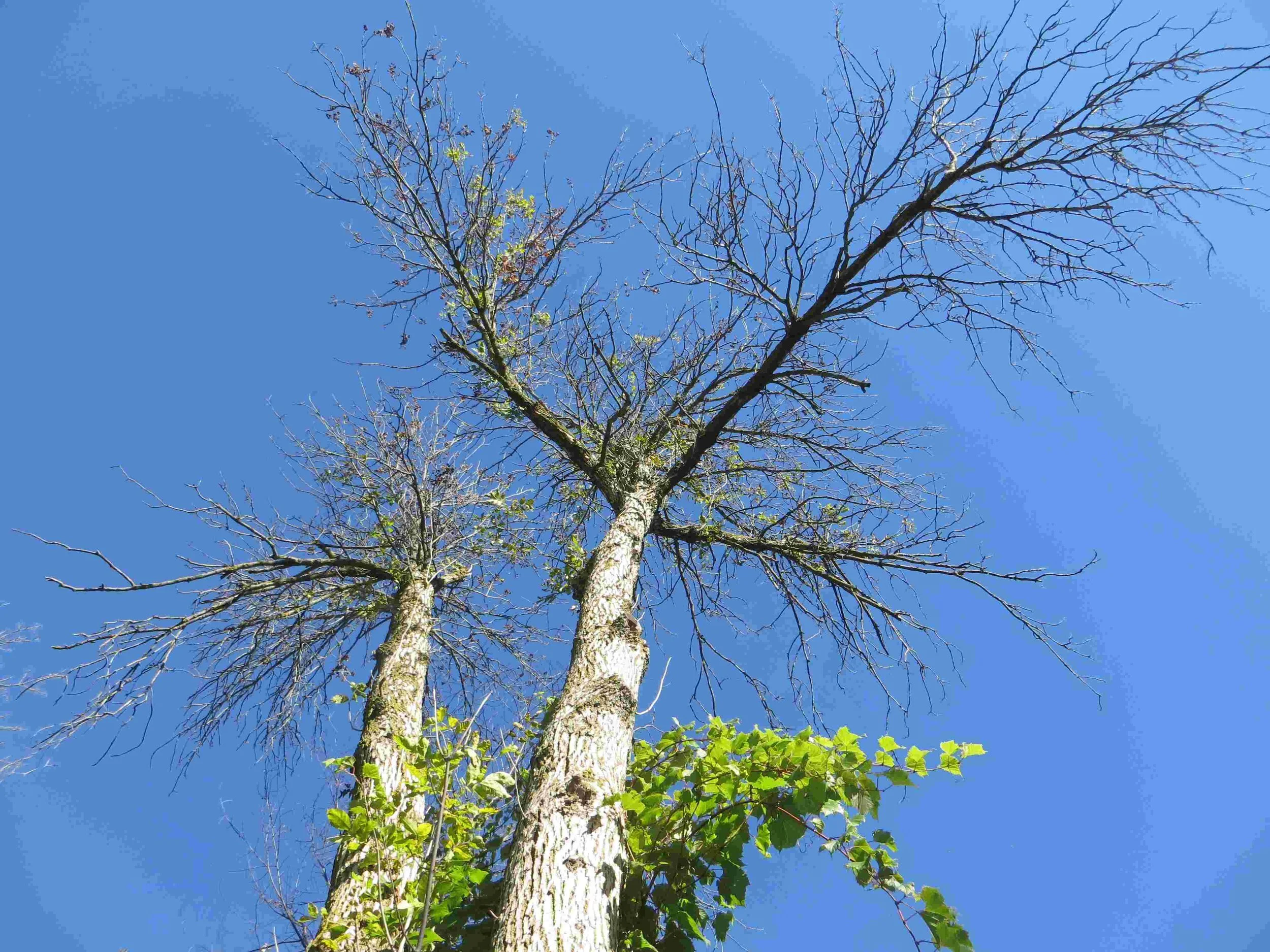 Restoration of Our Trees Sheboygan