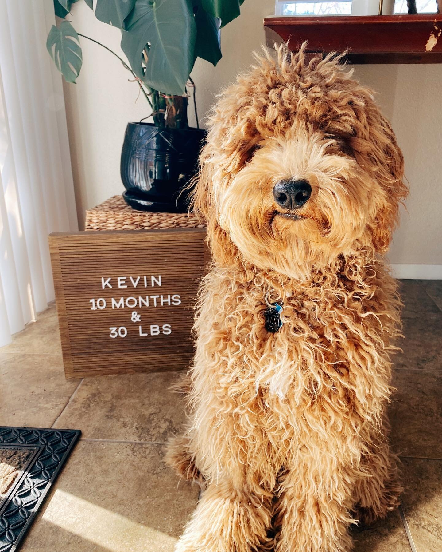Our sweet, shaggy boy is 10 months old today!! You may not be able to see his eyes, but look at that little smirk! I can&rsquo;t handle it. (But don&rsquo;t worry: his first groomer appt is coming on Monday! ✂️)
&bull;
I can&rsquo;t believe we&rsquo;