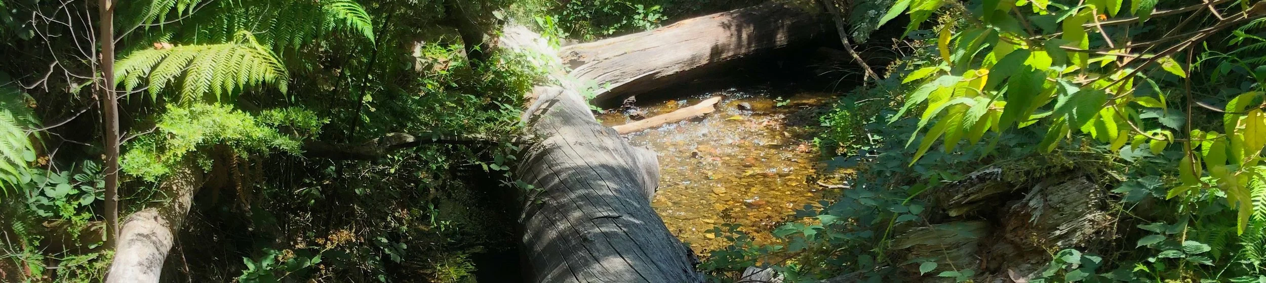 Banner Mountain Stream 1.jpeg