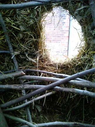 Gall Pods (Interior View), Hey, Twine, Willow, Evergreen Brickworks, 2015