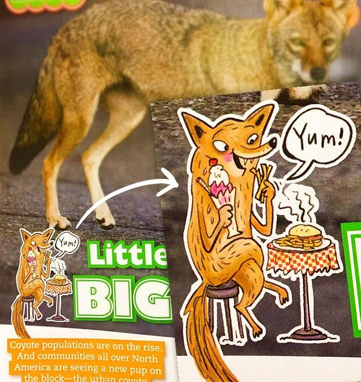 owl18-coyote1.jpg