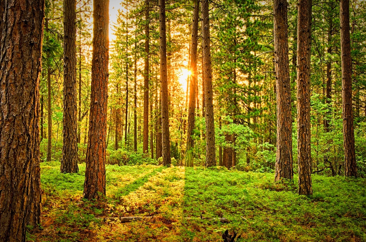 beautiful-bright-daylight-675949.jpg