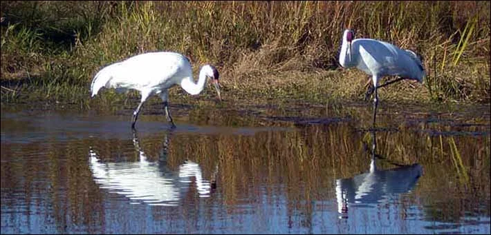 Lawsuit Filed to Protect Unique Wildlife and Historic Resources in the Nebraska Sand Hills