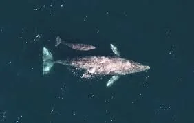 Eubanks &amp; Associates Lawyers Go To Seattle To Protect Gray Whales