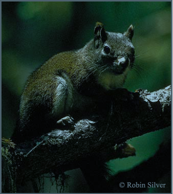 Case Filed in Arizona to Protect Highly Imperiled Squirrel