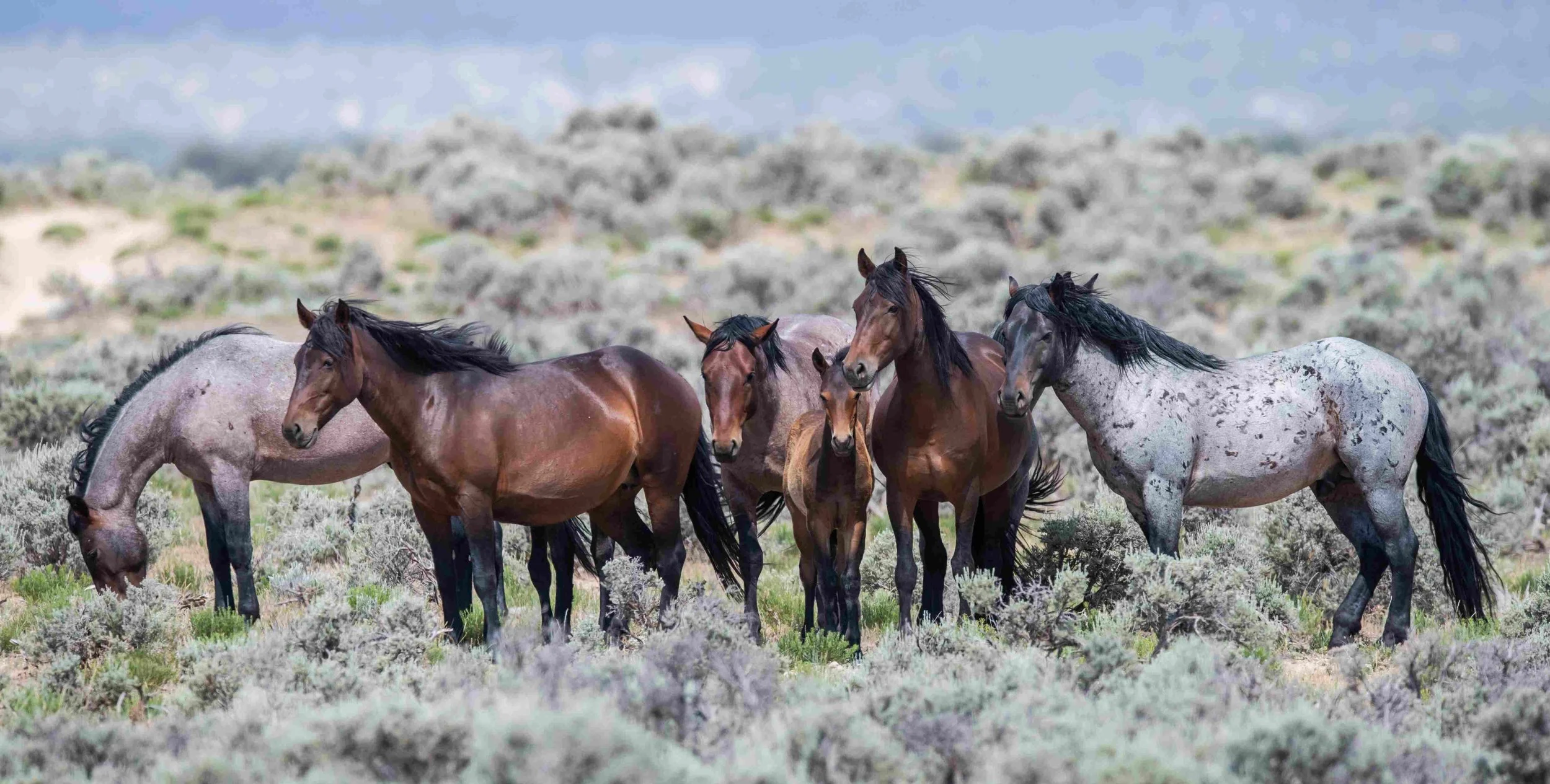 Federal Court Strikes Down BLM Adoption Policy that Leads to Slaughter of Wild Horses