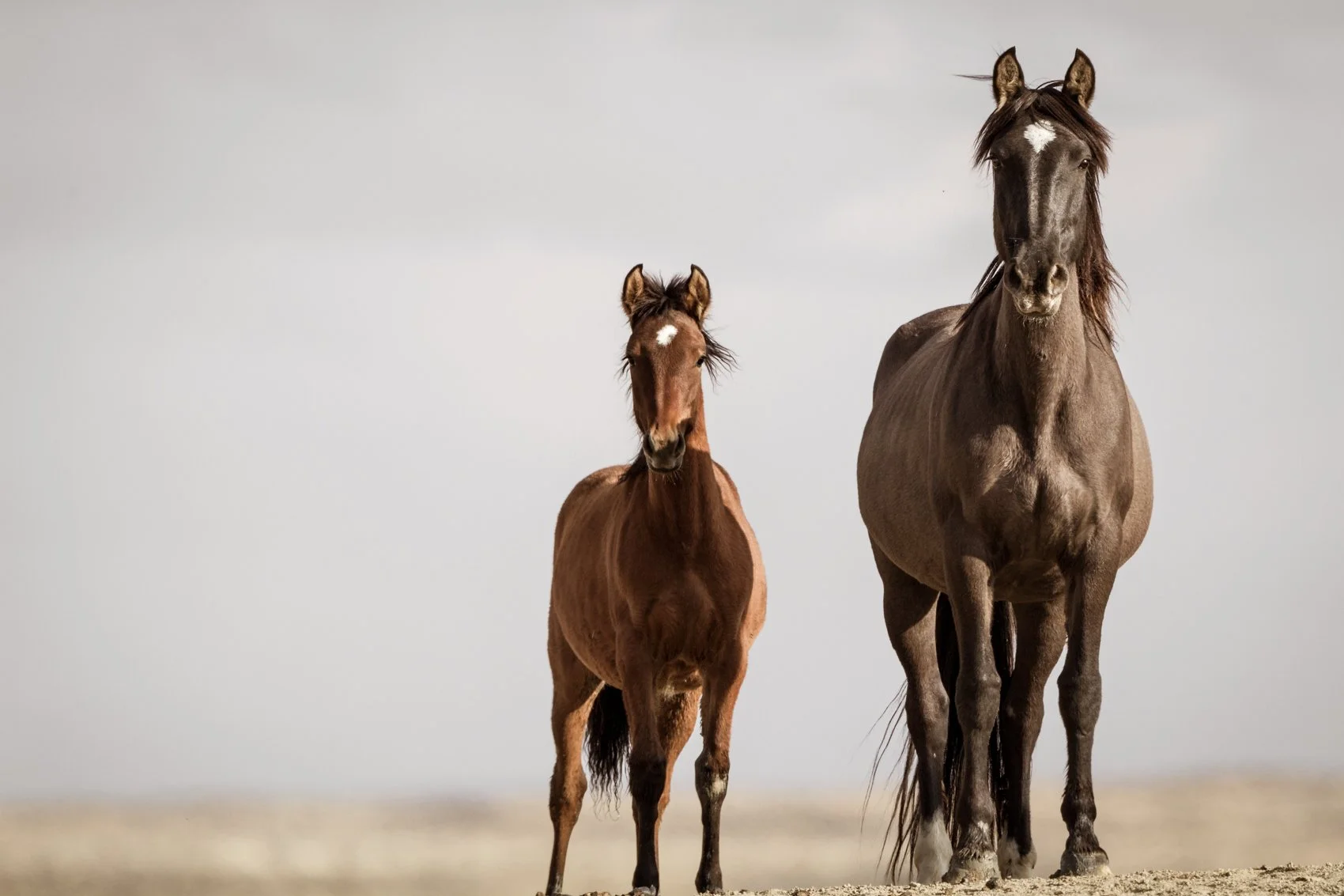 Tenth Circuit Victory Protects Wyoming Wild Horse Herds from Eradication