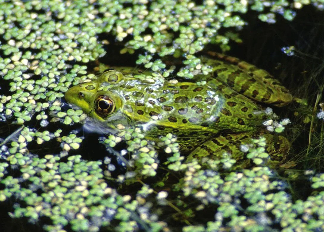 Victory for the Sonora chub and the Chiricahua leopard frog!