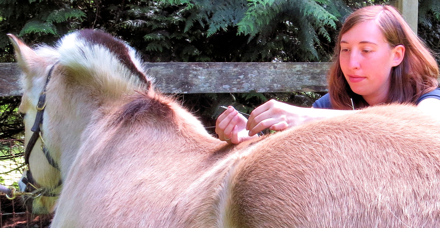 horse_acupuncture.jpg