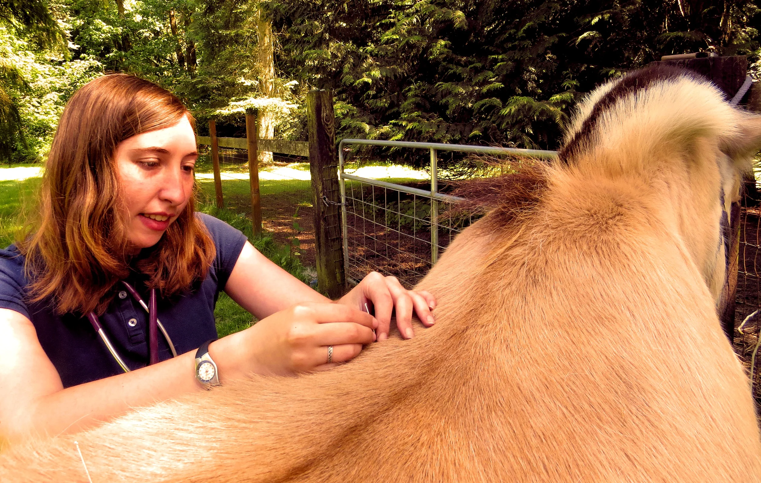 acupuncture_for_horses.jpg