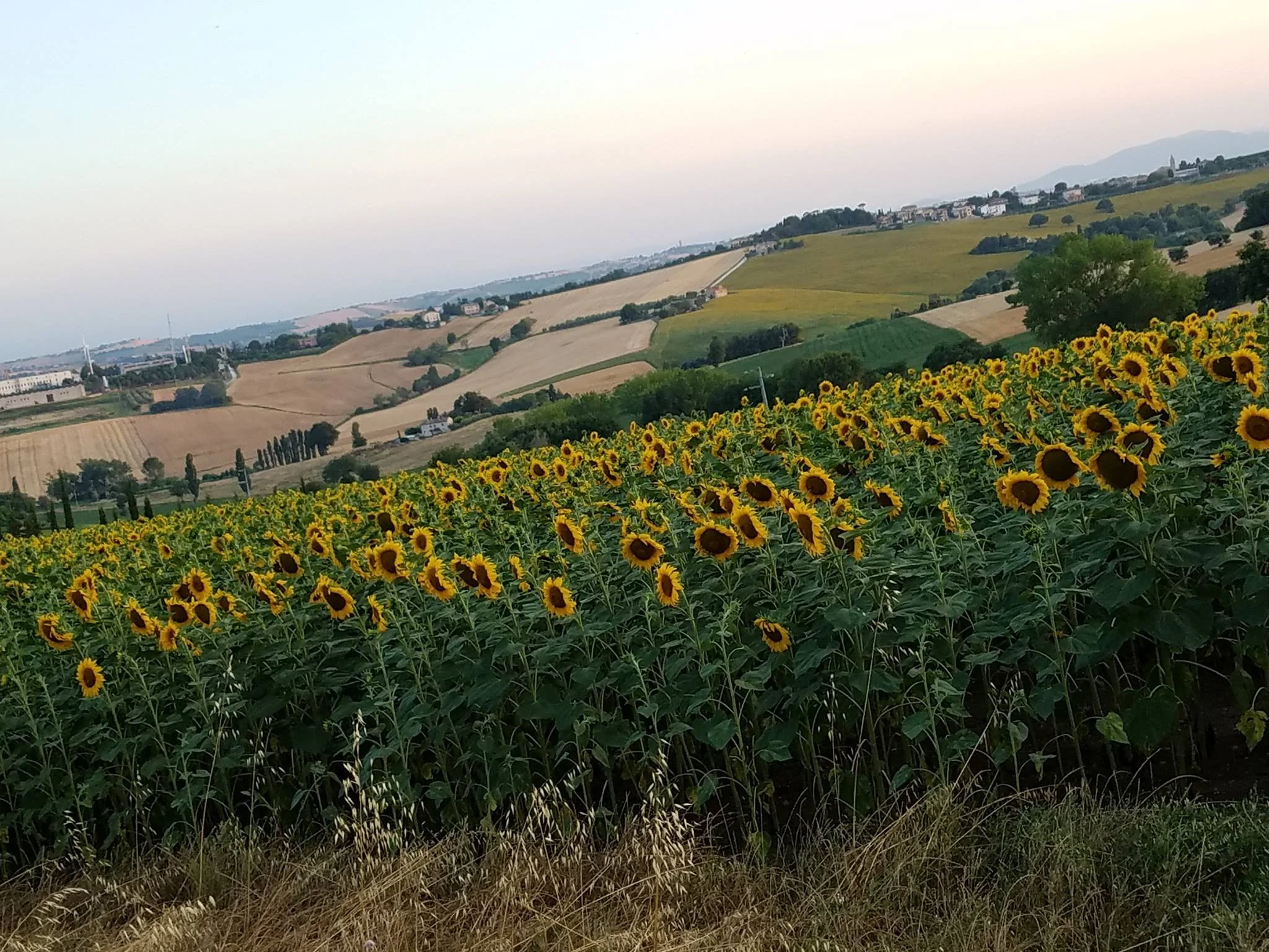 Le Marche Girasole.jpg