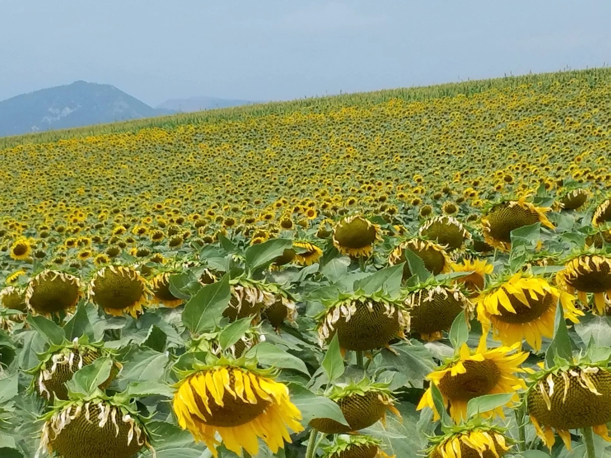 Sunflowers 2.jpg