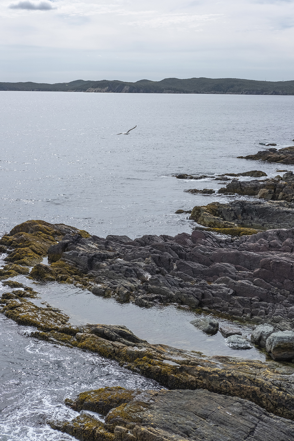 Ferryland_Rocks.jpg