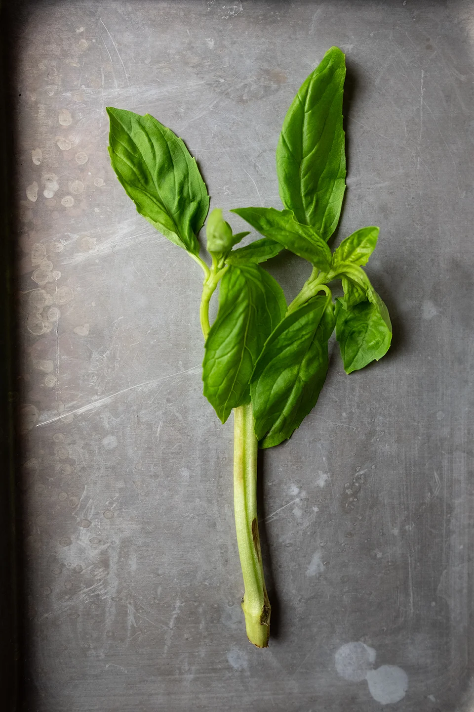 JodiLoves_Open_Face_Baguette_Basil.jpg