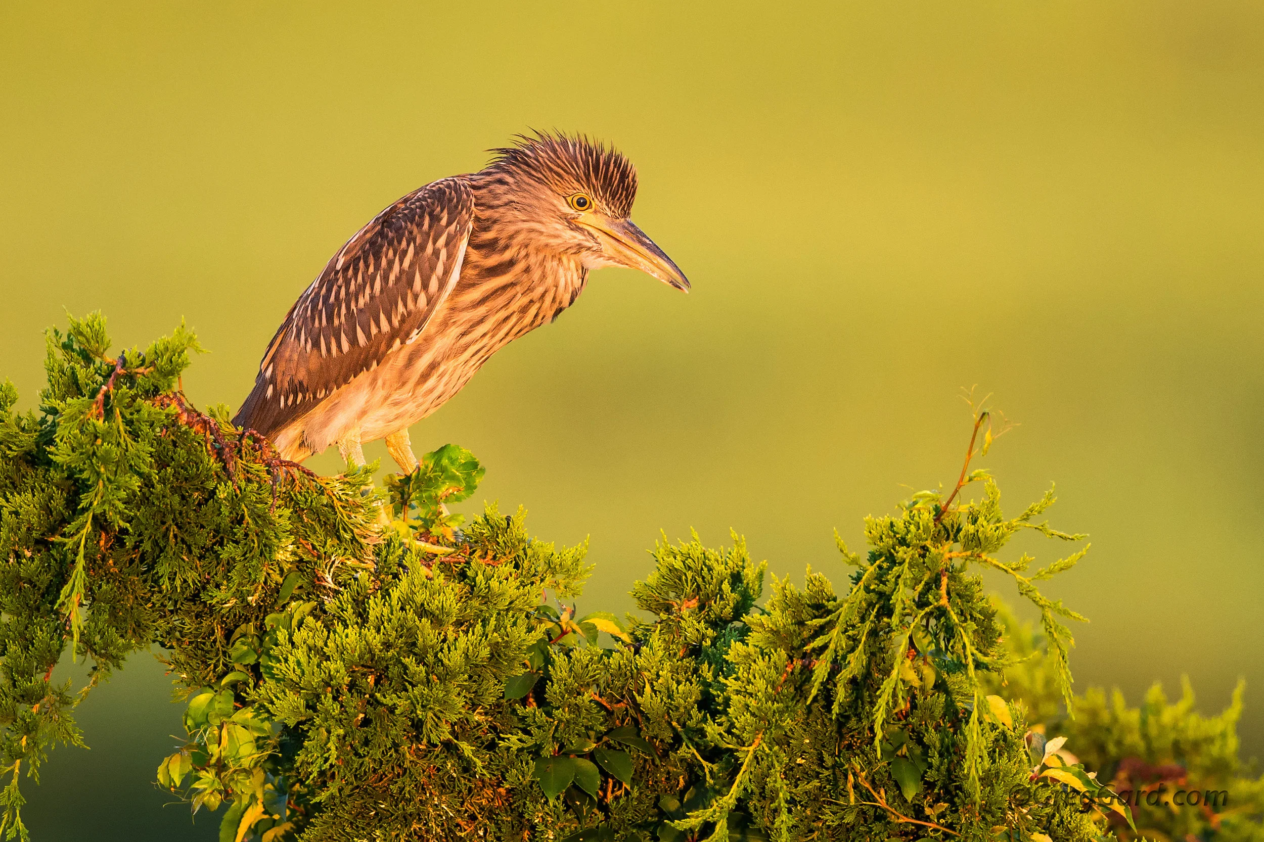 New Jersey's Own Heron Rookery