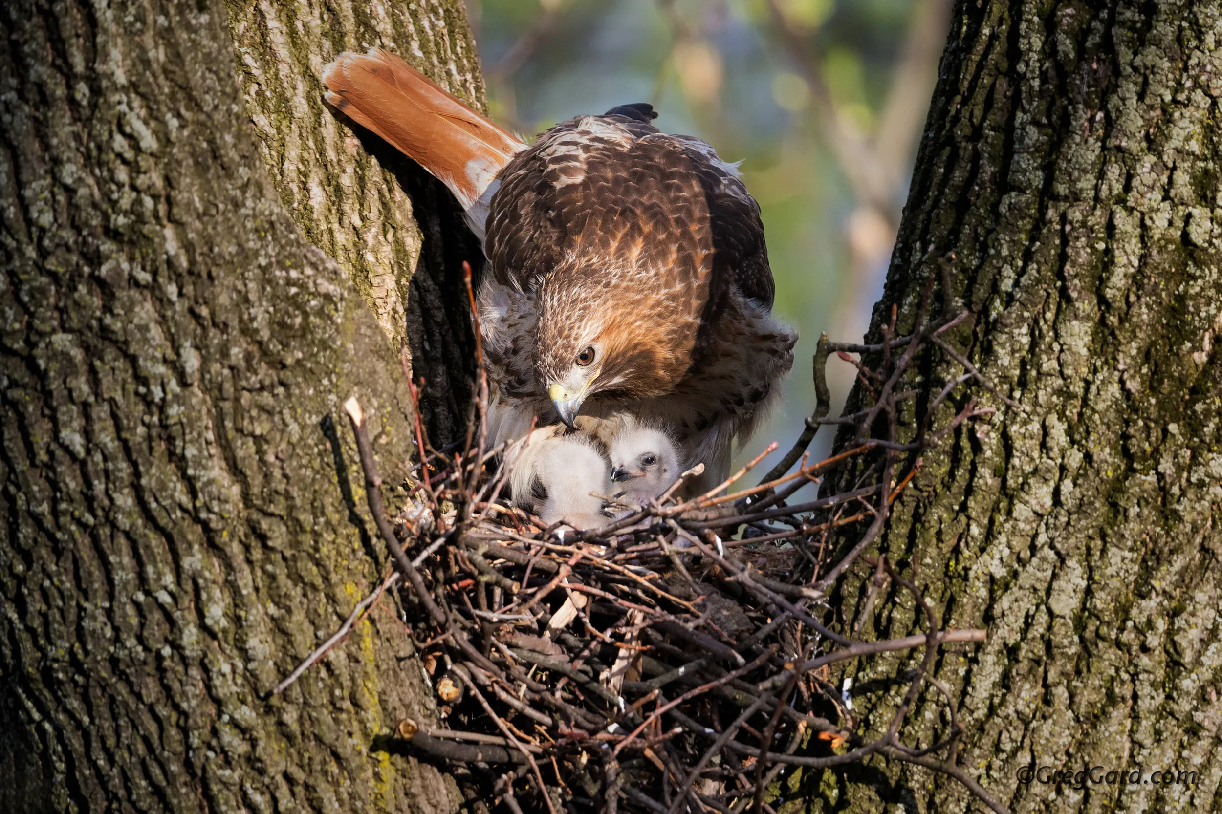 Red-tailed Hawk nest - Passaic County, New Jersey