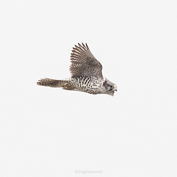 gyrfalcon-palisades-nj-bird-photography-greg-gard-20170122-1DX21717 copy.jpg