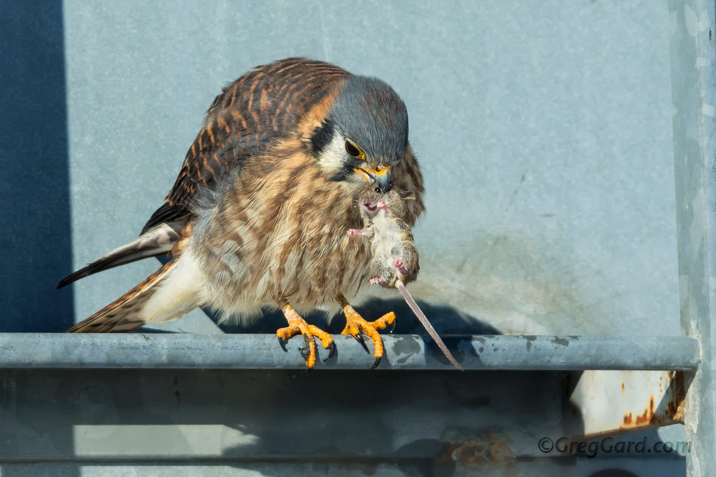 American Kestrel with a mouse