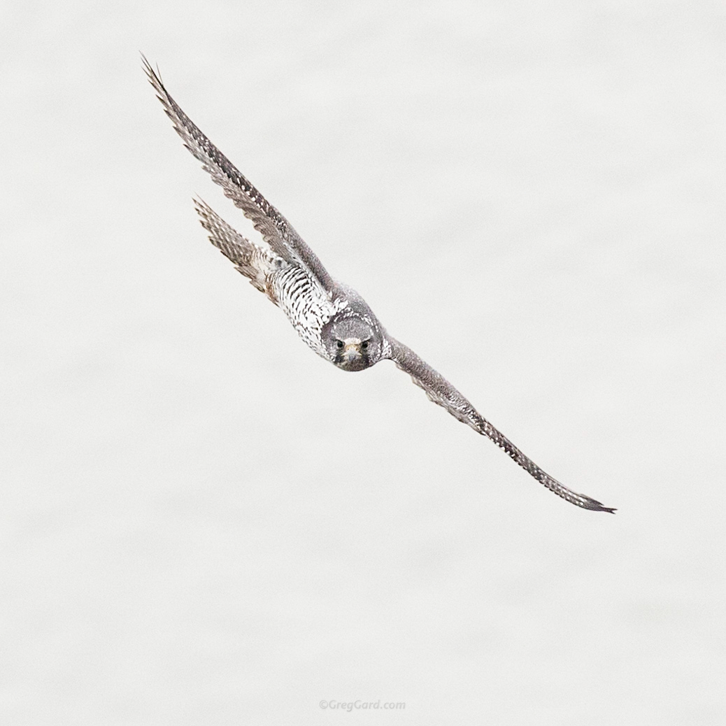 gyrfalcon-palisades-nj-bird-photography-greg-gard-20170122-1DX21747 copy.jpg