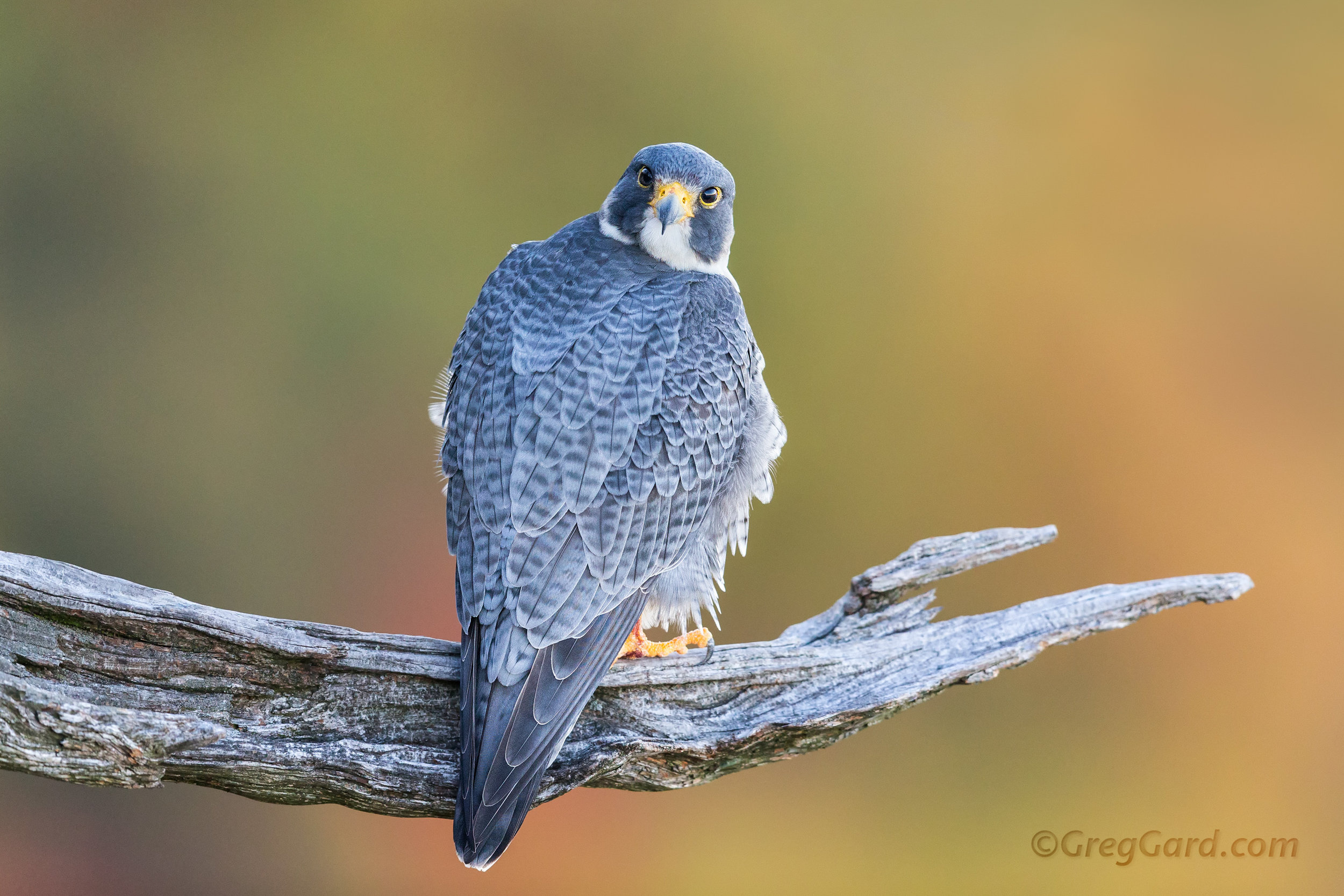 Peregrine Falcon