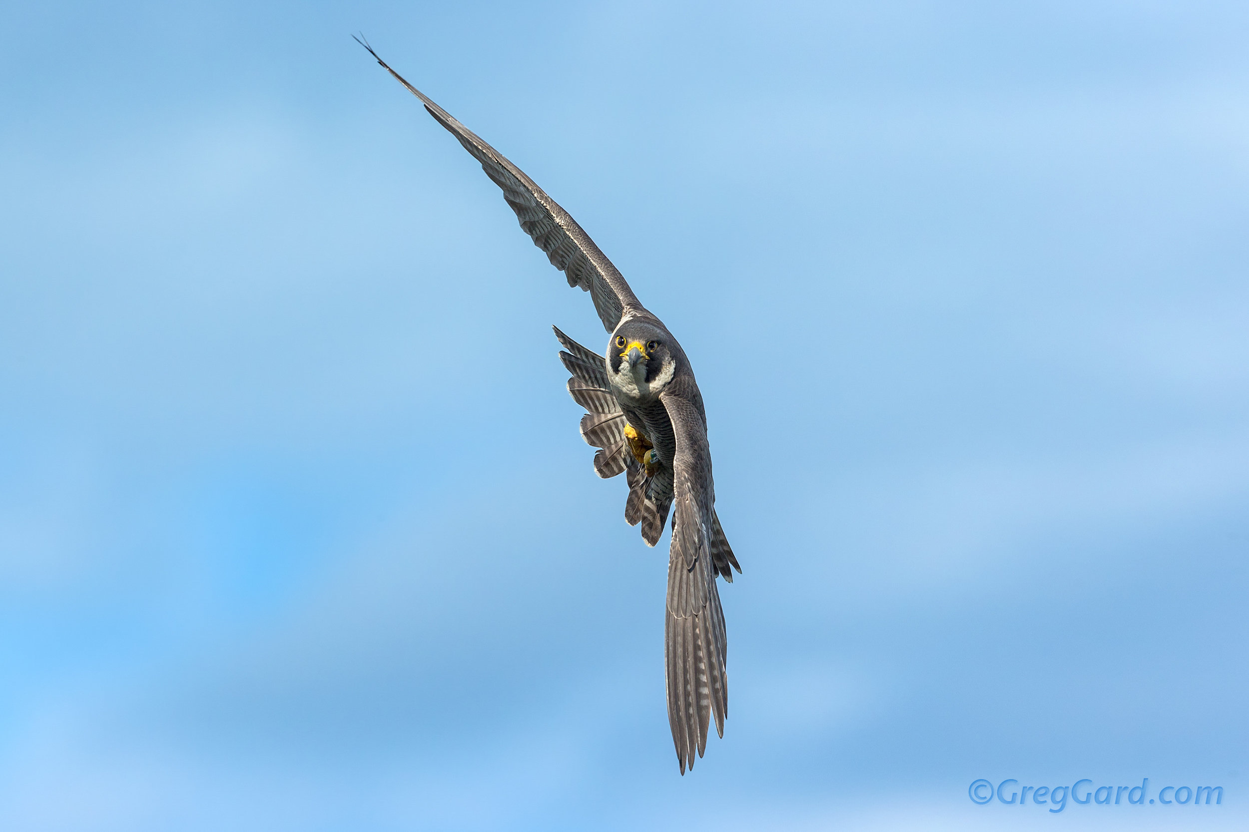 Peregrine Falcon Falco peregrinus