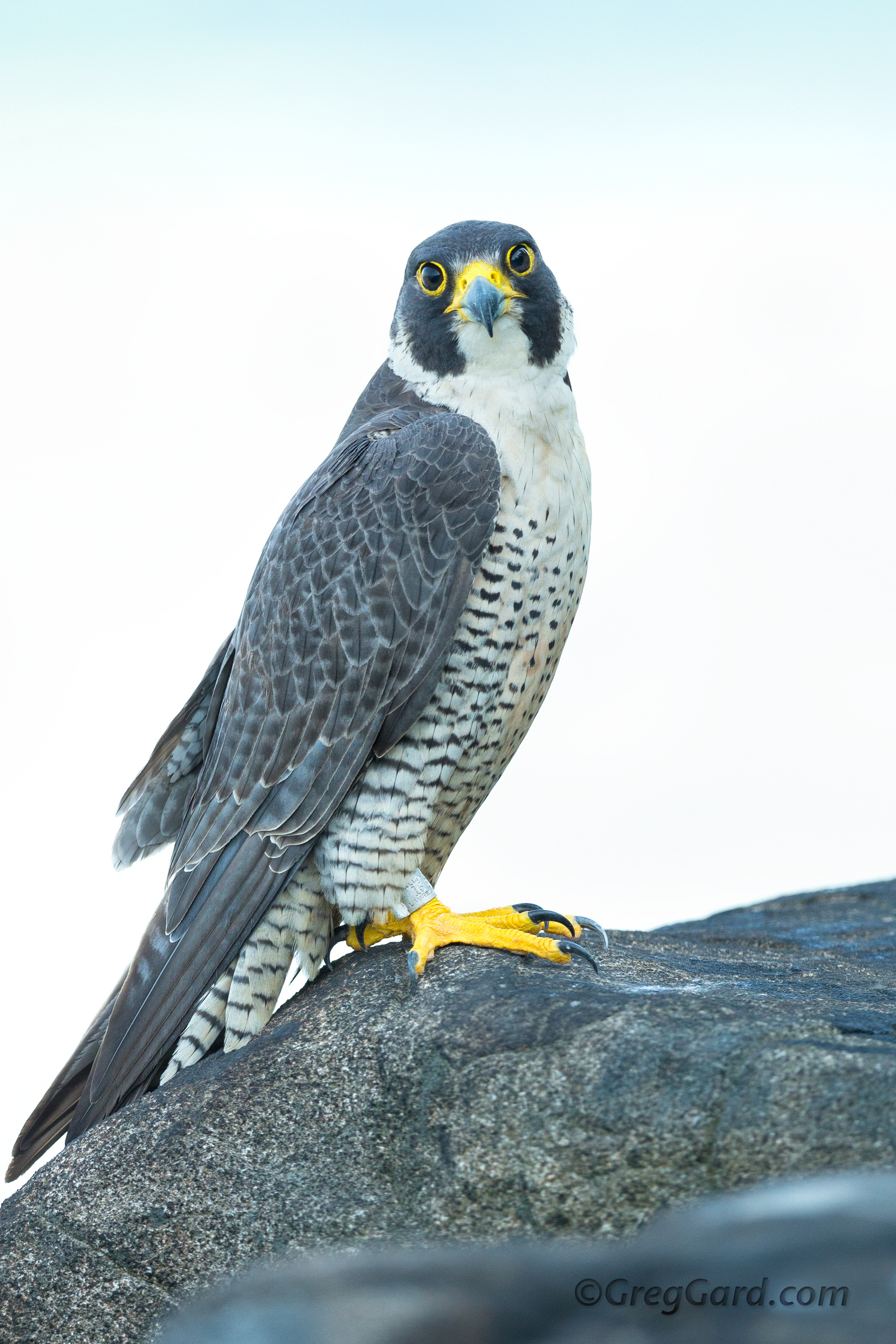 Peregrine Falcon Falco peregrinus