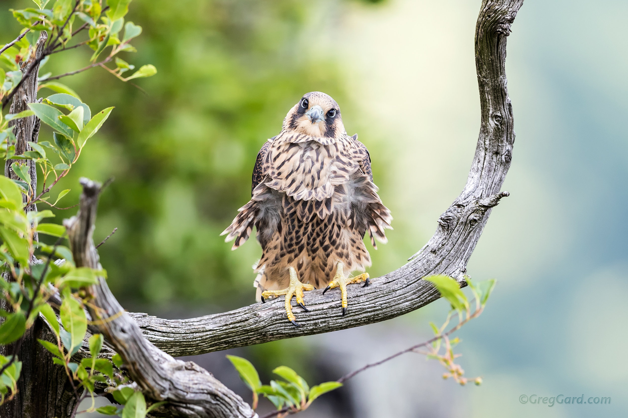 Fledgling Peregrine Falcon