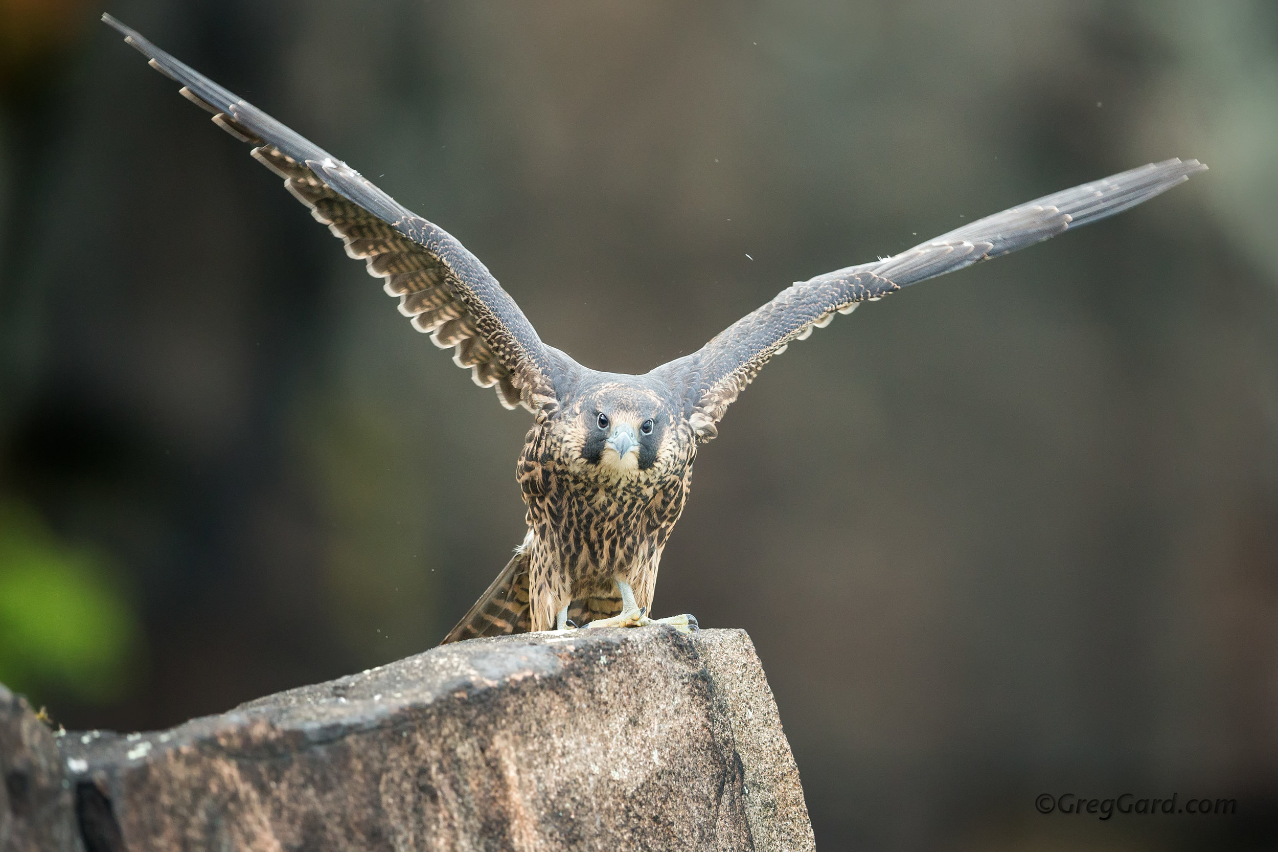 Fledgling Peregrine Falcon flapping its wings